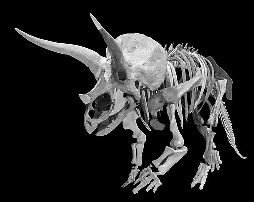 Triceratops skeleton