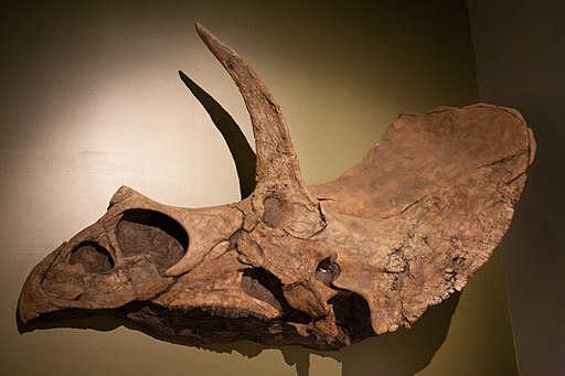 Triceratops skull