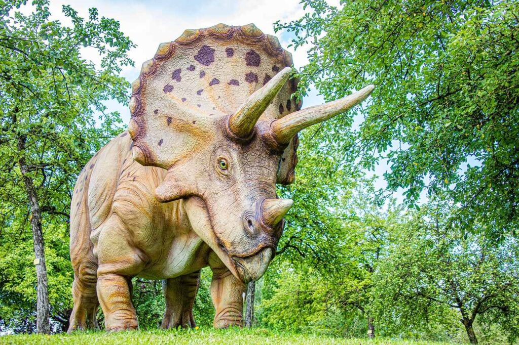 Triceratops