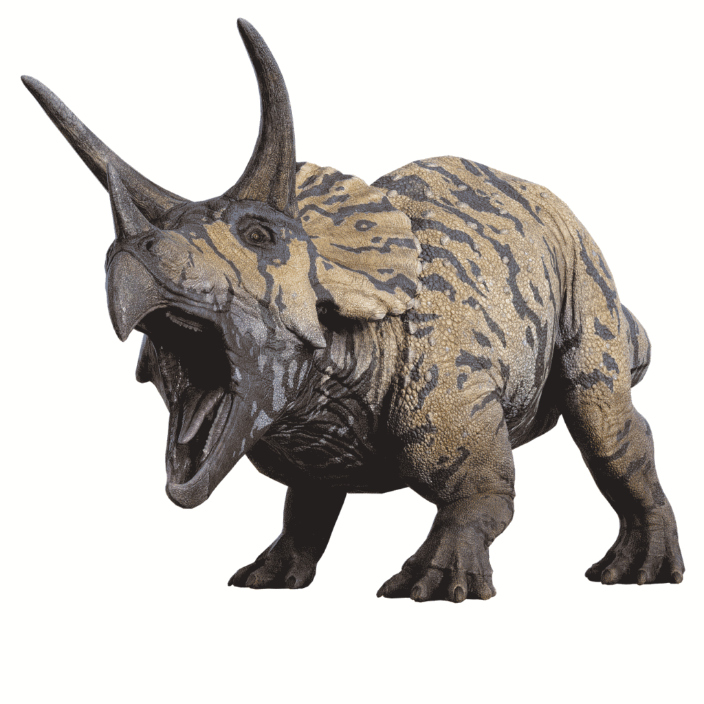 Triceratops open-mouthed